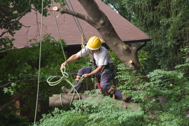 Best Tree Mulching  in Pennington, NJ