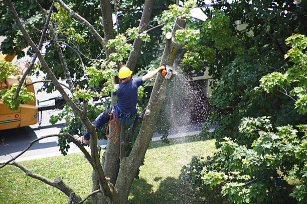 Best Palm Tree Trimming  in Pennington, NJ